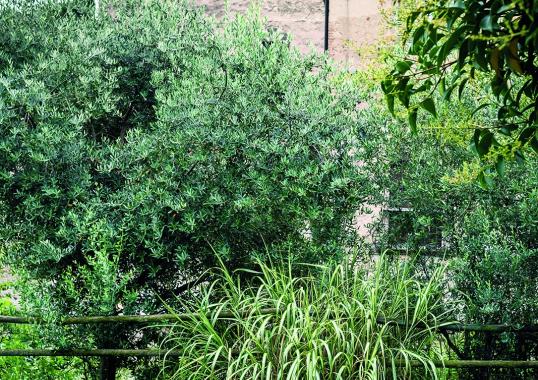 Шезлонг уличный Roda HRP304 image 4