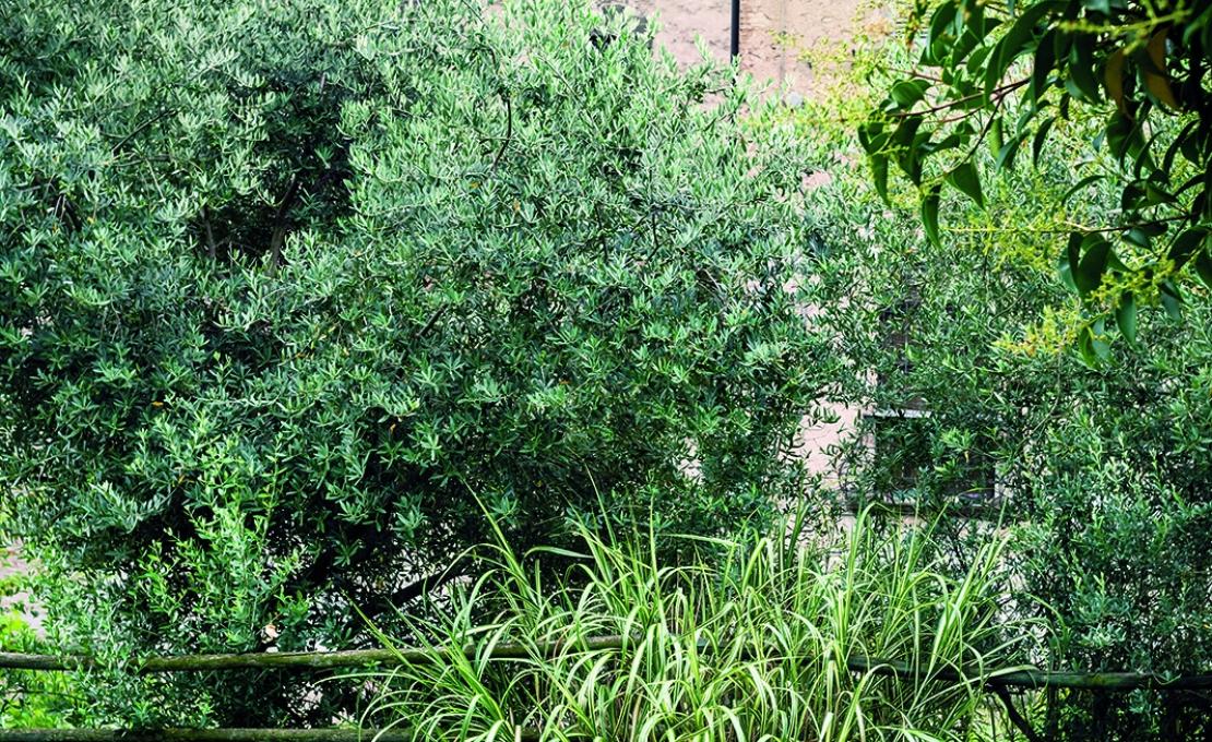 Шезлонг уличныйот фабрики Roda модель HRP304